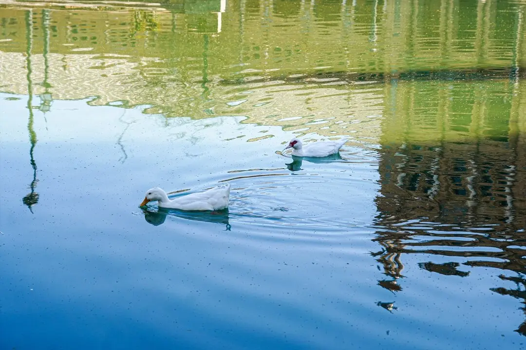 EuropaPress_5073825_patos_canal_plaza_espana_dia_internacional_agua_22_marzo_2023_sevilla
