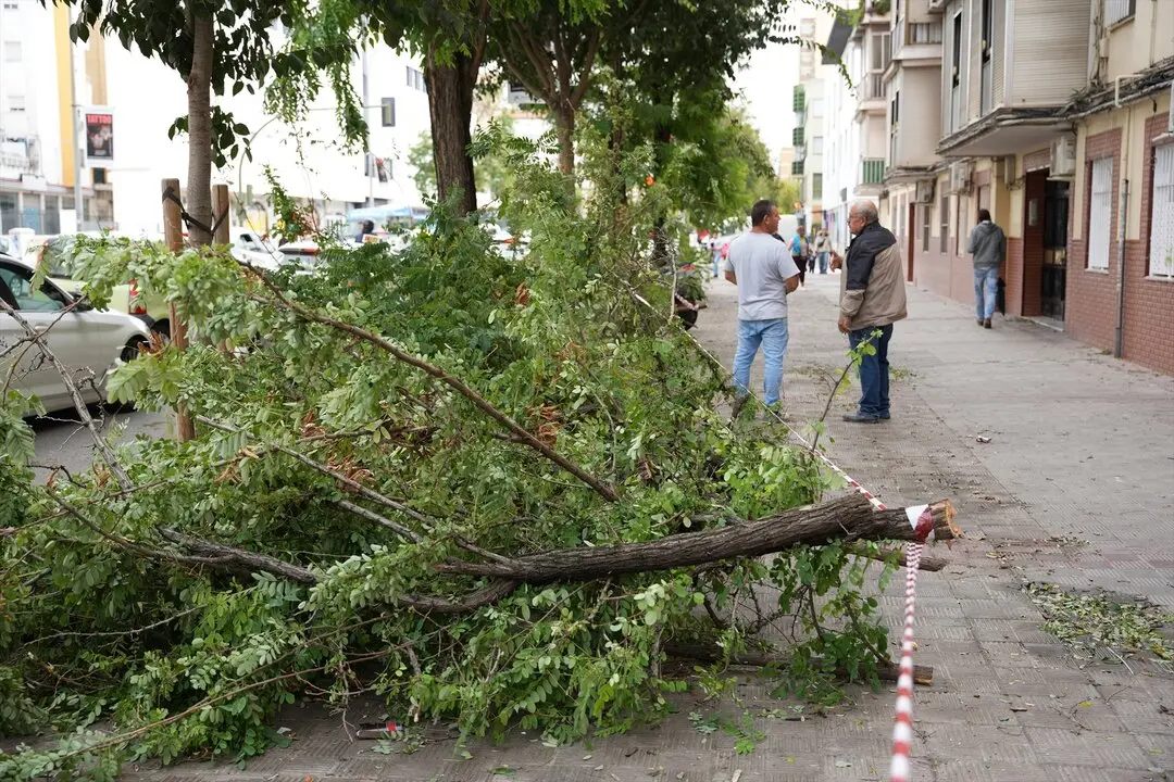 Ca&iacute;da de un &aacute;rbol sobre la sobre el acerado | ARCHIVO