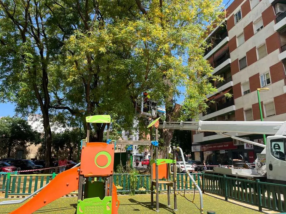 Una de las actuaciones preventivas de revisi&oacute;n de &aacute;rboles. | AYTO