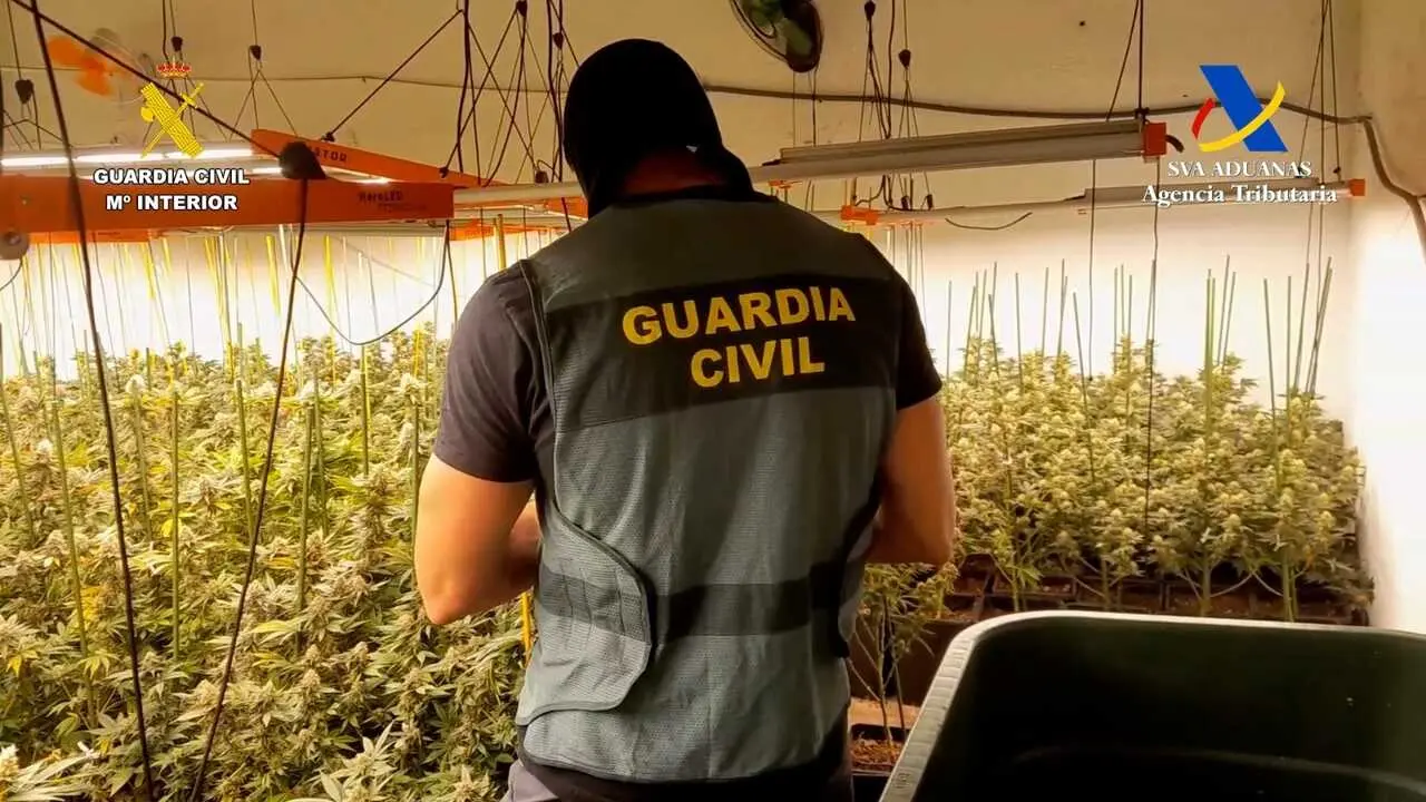EuropaPress_6994217_agente_guardia_civil_junto_plantaciones_marihuana