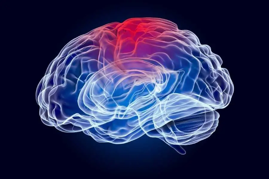 Cerebro. | Universidad de Sevilla.