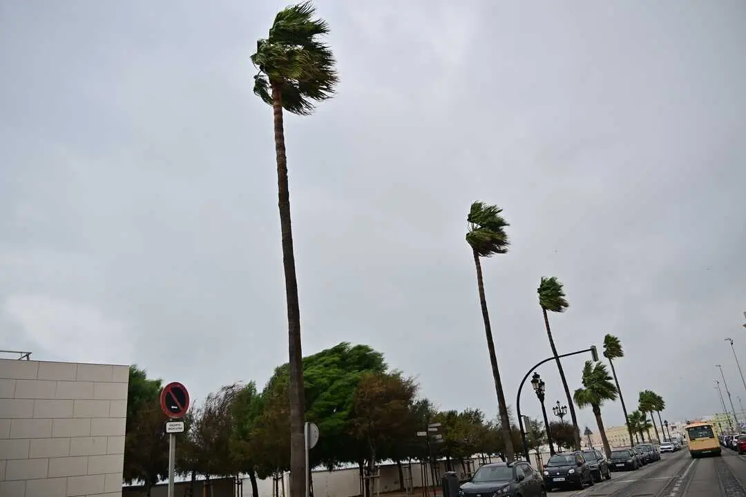 El viento azot&oacute; con fuerza la capital. / VIVA