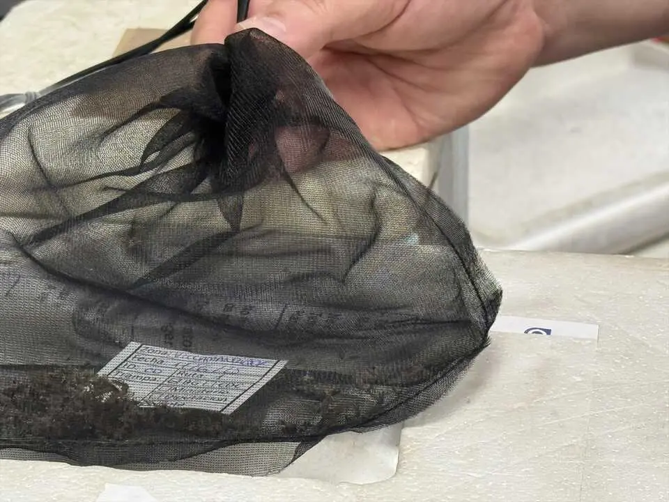 Mosquitos portadores del Virus del Nilo.| EUROPA PRESS