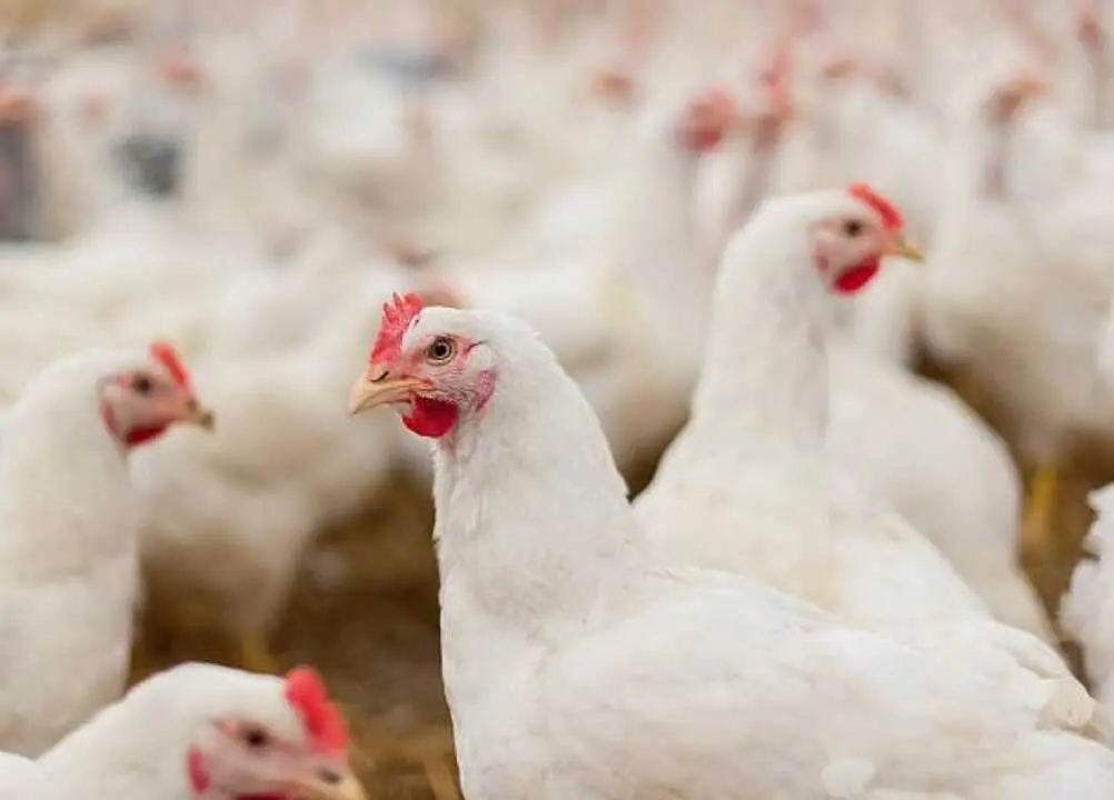  Gallinas.<br>- JCCM 