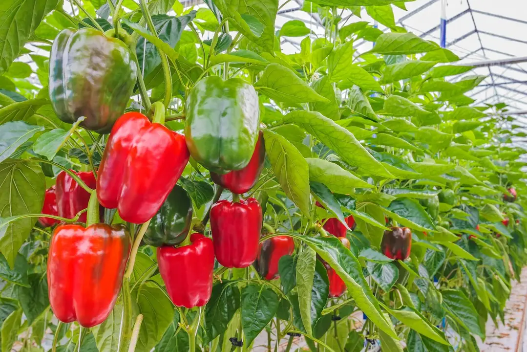 Pimientos invernaderos