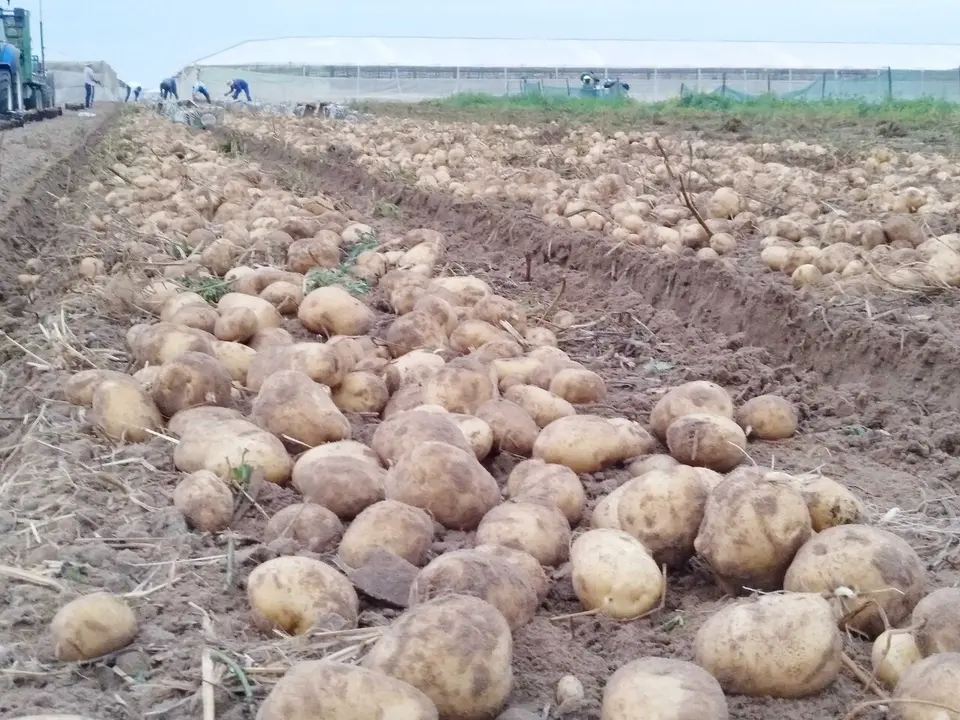 Patatas de La Algaida