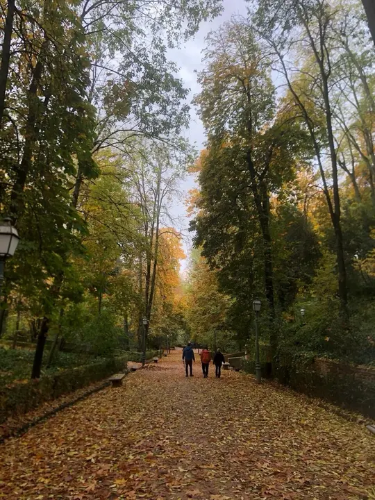 Bosque de Gom&eacute;rez. | Europa Press.