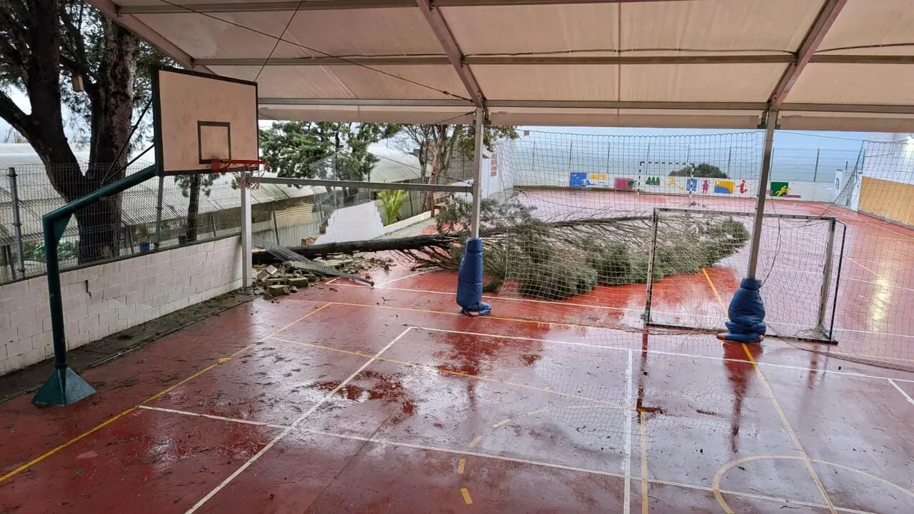 Colegio con &aacute;rbol ca&iacute;do en el patio. | PSOE.