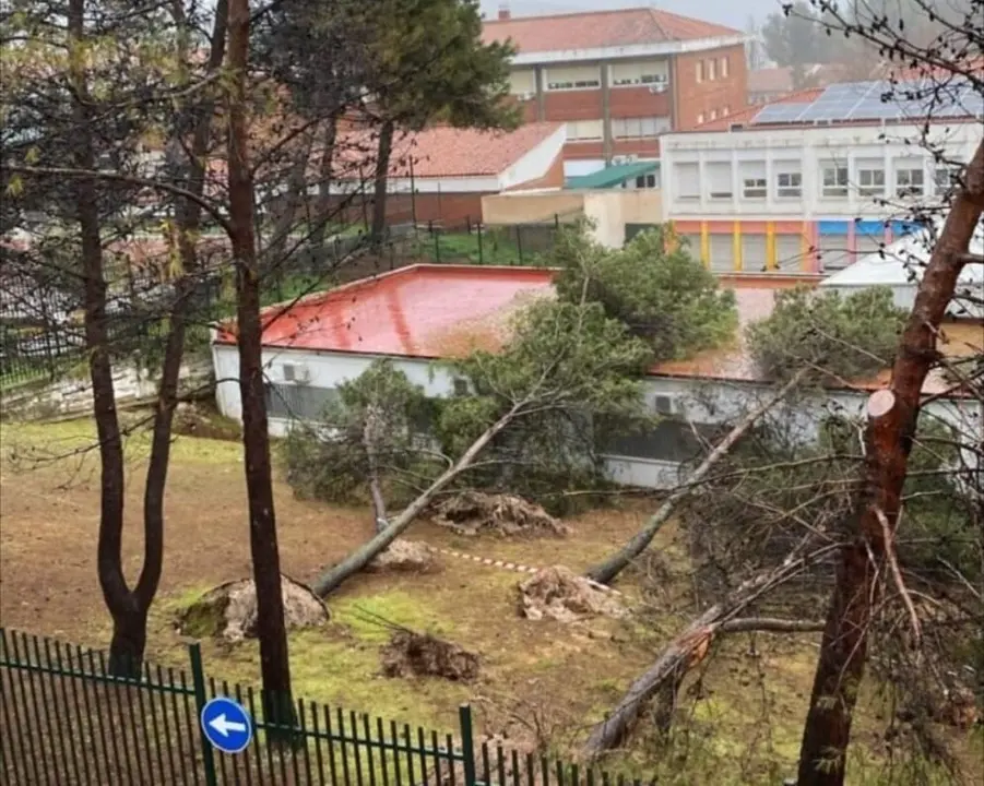 &Aacute;rboles derribados en un colegio de Priego de C&oacute;rdoba durante el tren de borrascas | EP