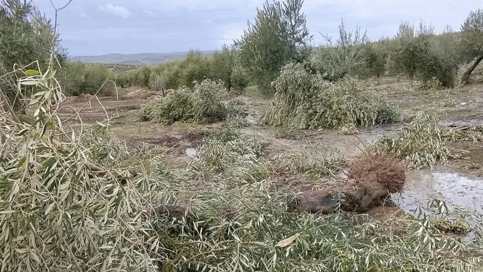 Da&ntilde;os que el temporal ha causado en olivares de Porcuna. | Ayuntamiento