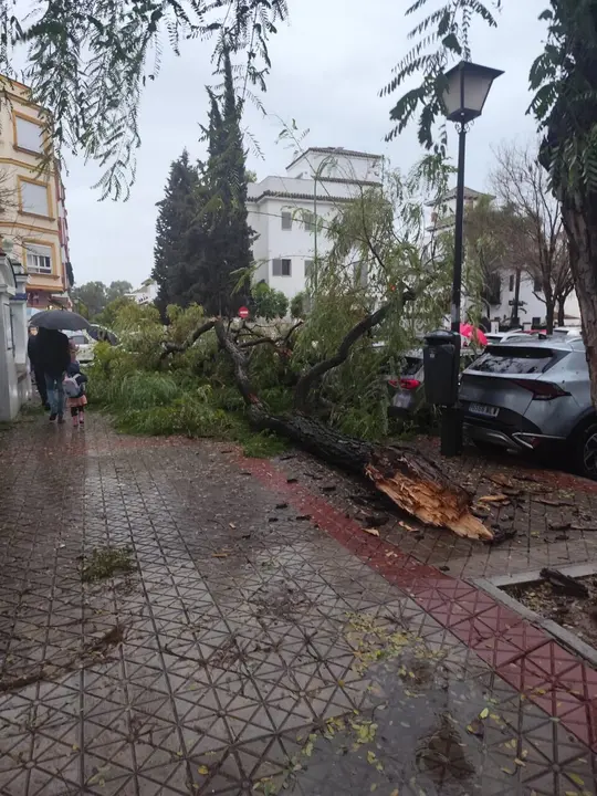 Uno de los &aacute;rboles ca&iacute;dos en Bermejales. | AYTO
