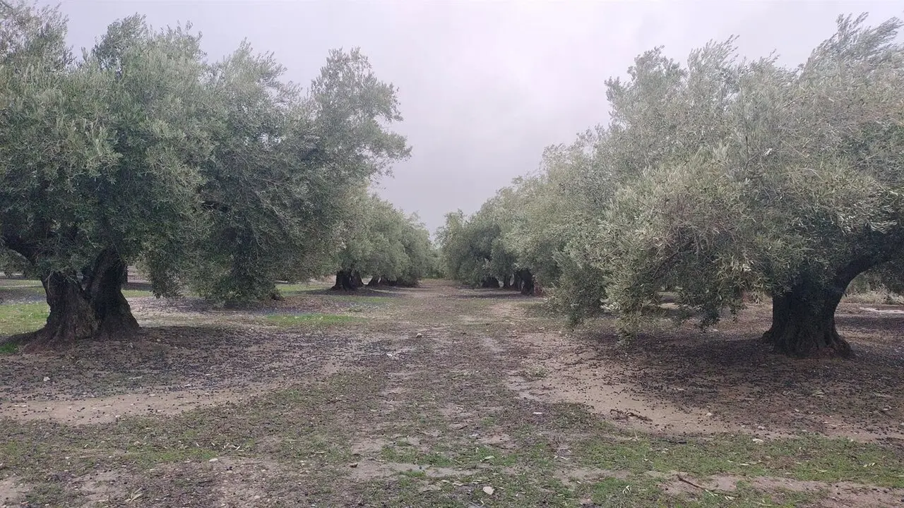 Olivar con la aceituna ca&iacute;da en el suelo. | COAG