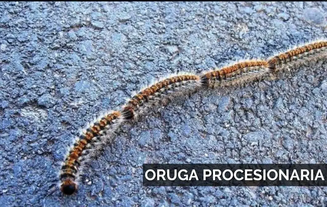 Oruga procesionaria.| AYTO TOMARES