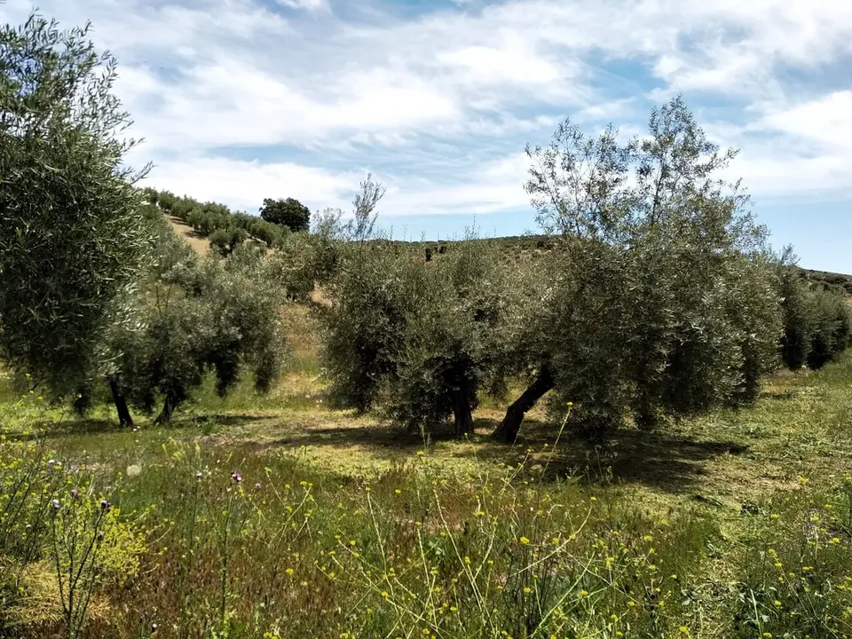 Imagen de archivo de un olivar. | Europa Press.