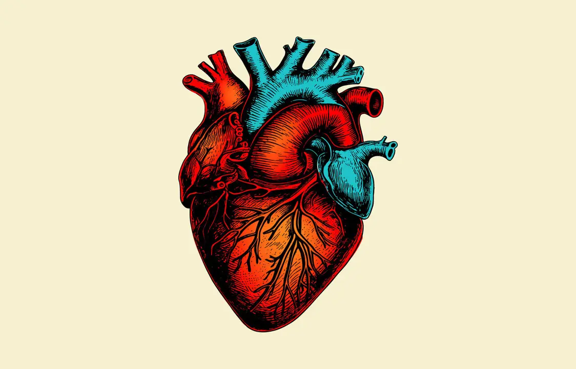 Coraz&oacute;n humano.