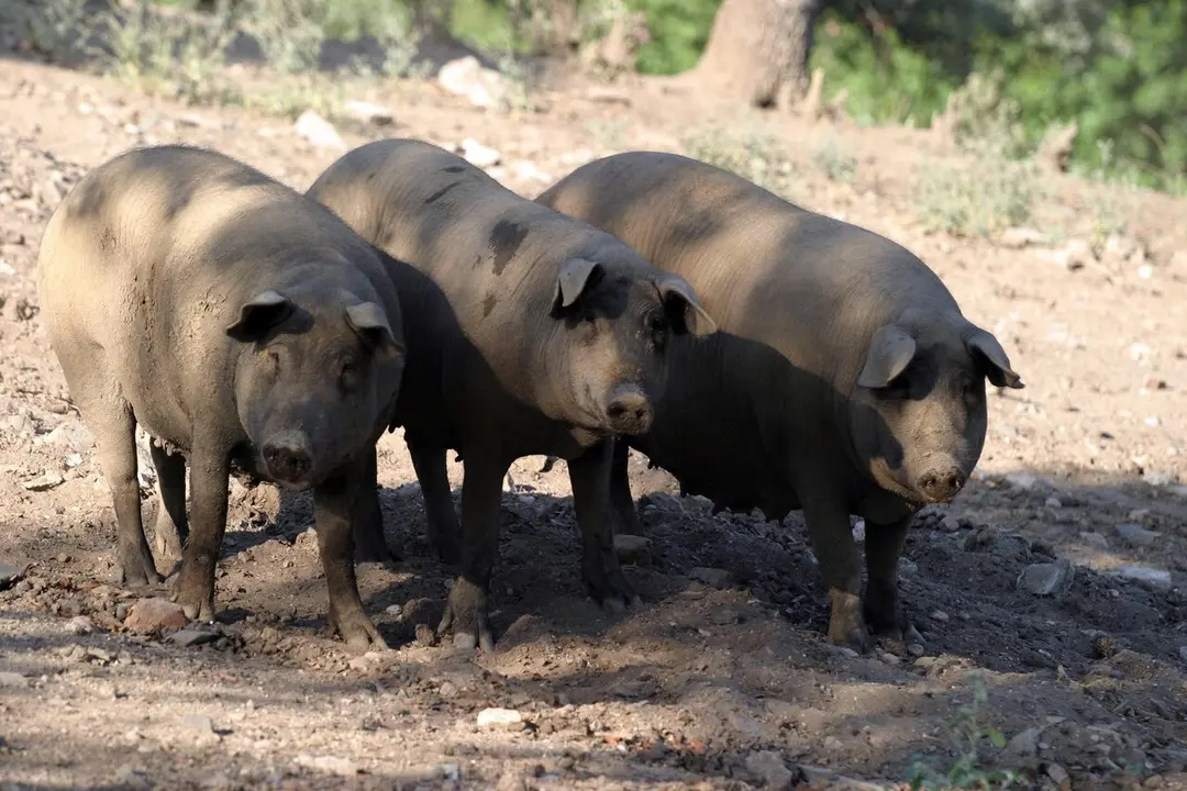 Vista de cerdos ib&eacute;ricos de pata negra en la serran&iacute;a de Huelva. | Europa Press.