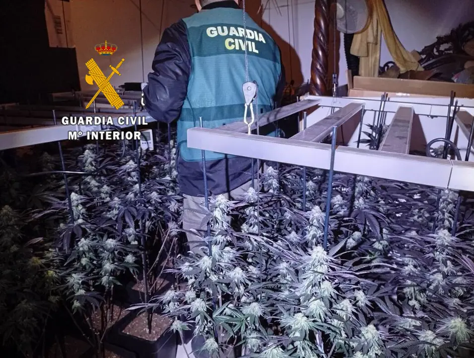 El cultivo de marihuana./VM.