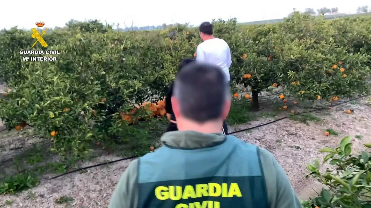 Operaci&oacute;n 'Alxaraf-Citru' de la Guardia Civil por robo de naranjas en Olivares.| GUARDIA CIVIL