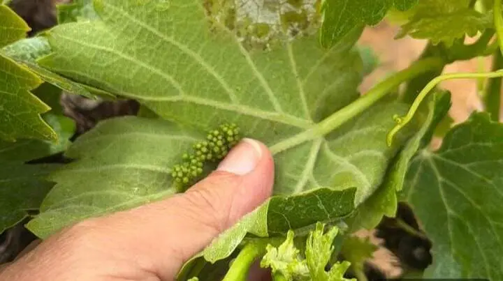Vi&ntilde;edo del Condado de Huelva con las primeras manchas por mildiu. | Consejo Regulador.