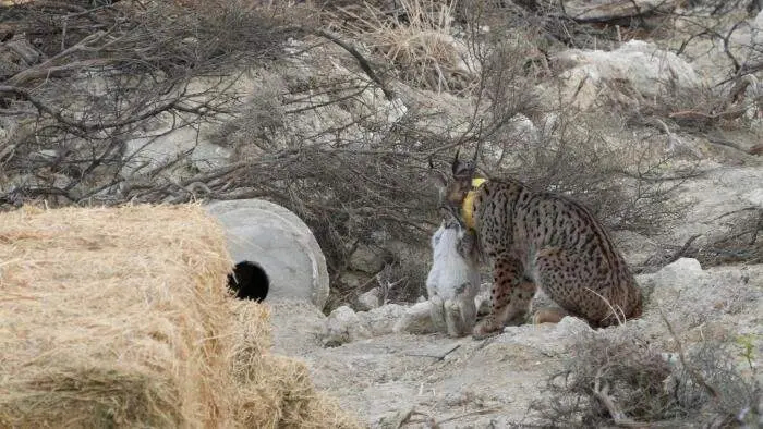 Uno de los linces, tras cazar un conejo | Gobierno de Arag&oacute;n