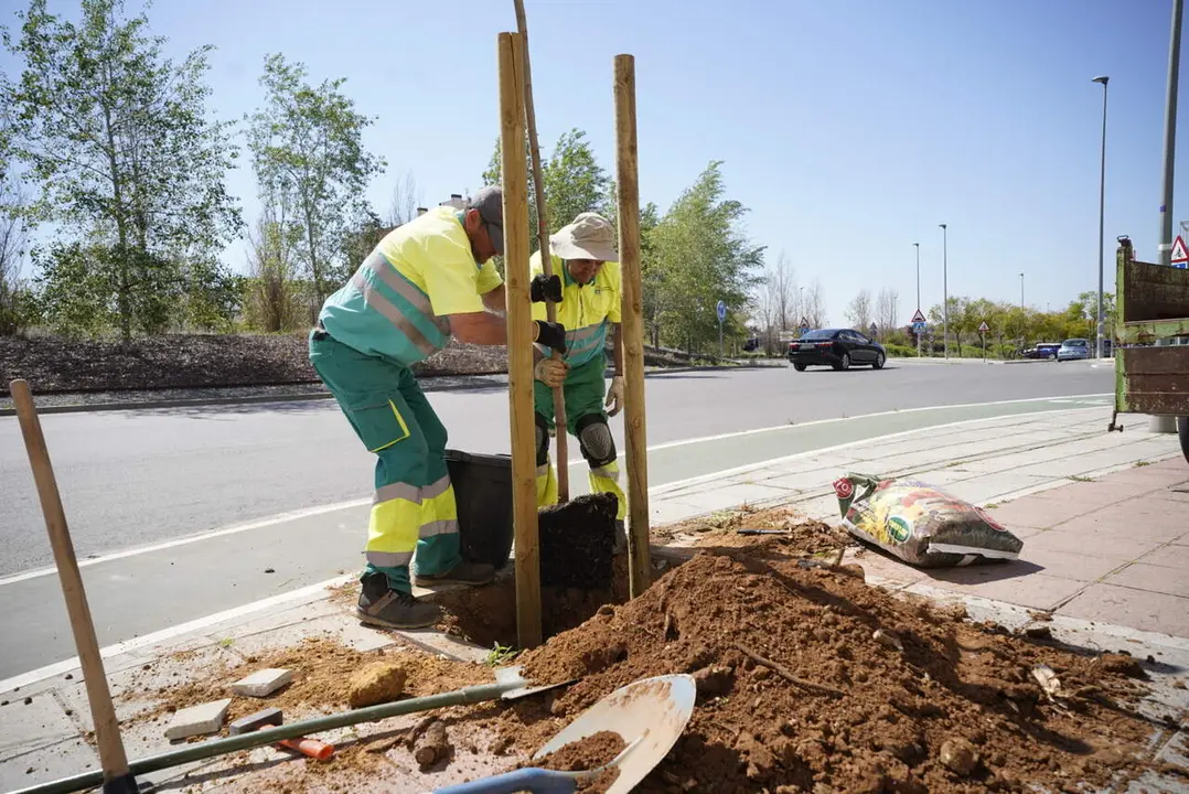 Plantaciones de &aacute;rboles en Mairena.| AYTO MAIRENA