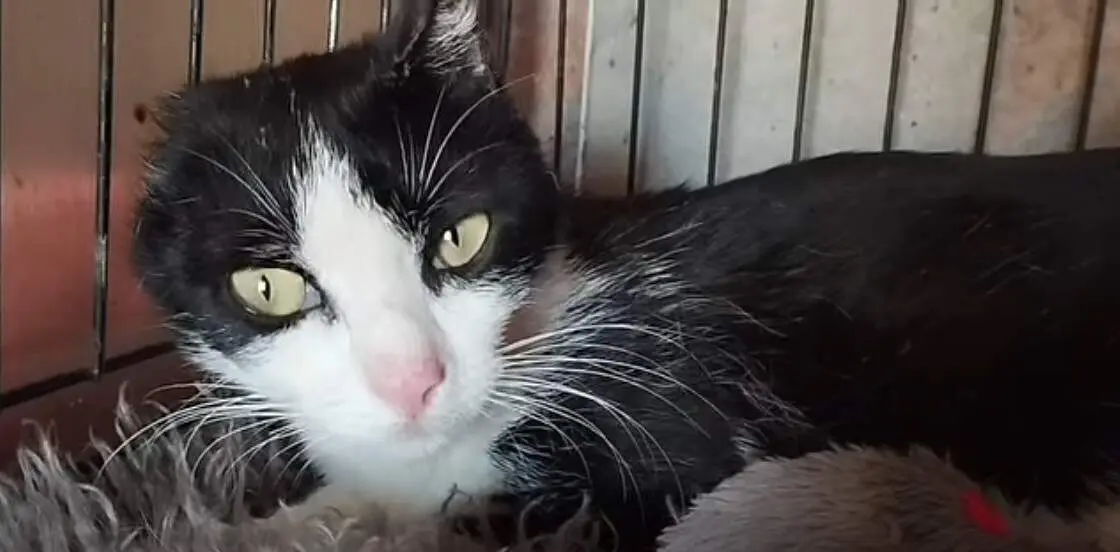 Alma, la gata maltratada en Algeciras | Asociaci&oacute;n Gatos Campo de Gibraltar