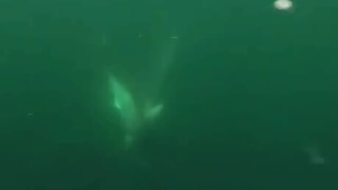 Graban una espectacular pelea entre tiburones