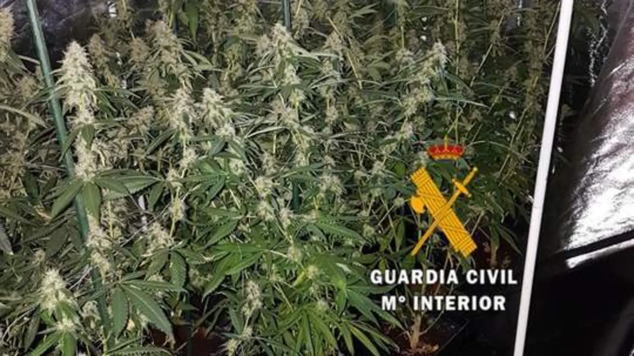 Plantas incautadas - vm