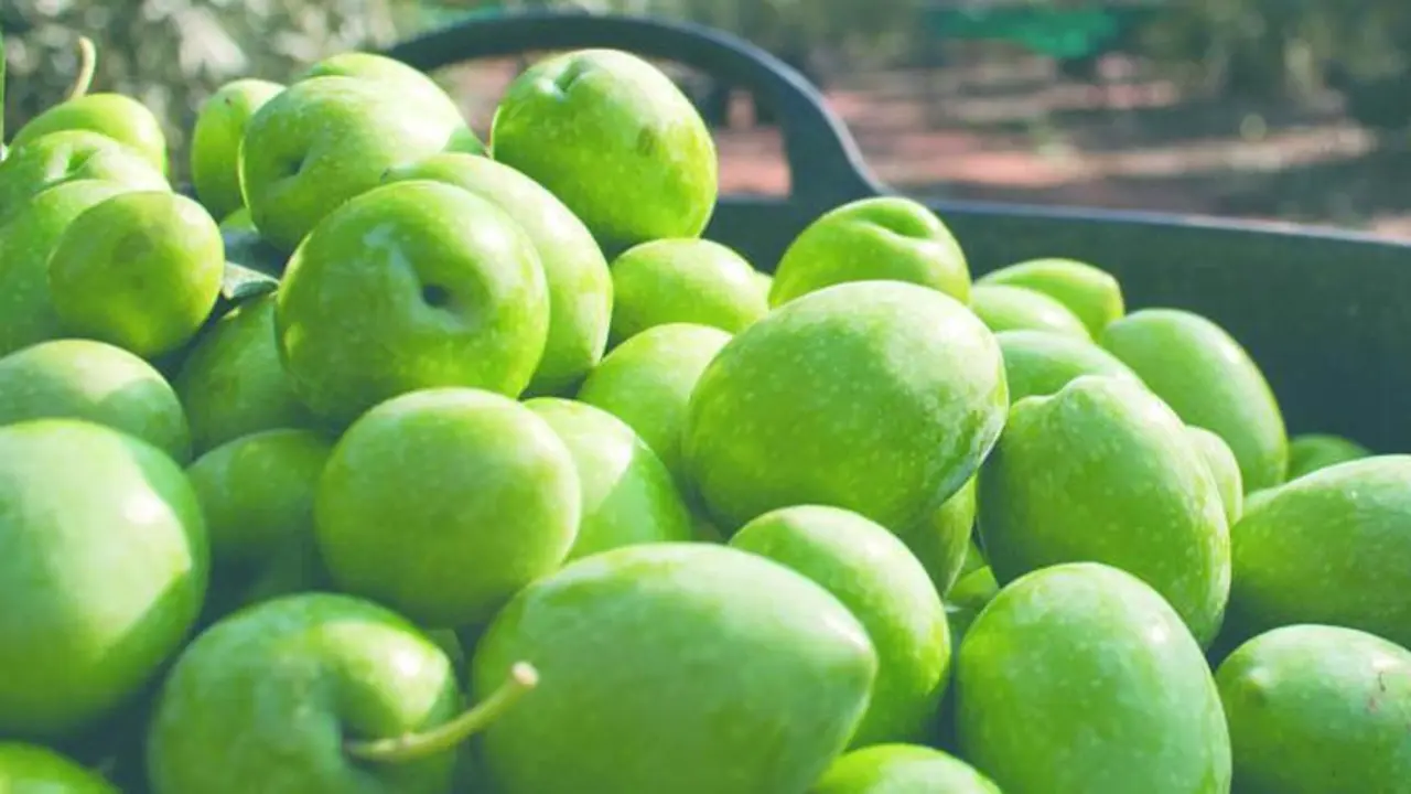 aceitunas tipo gordal - archivo
