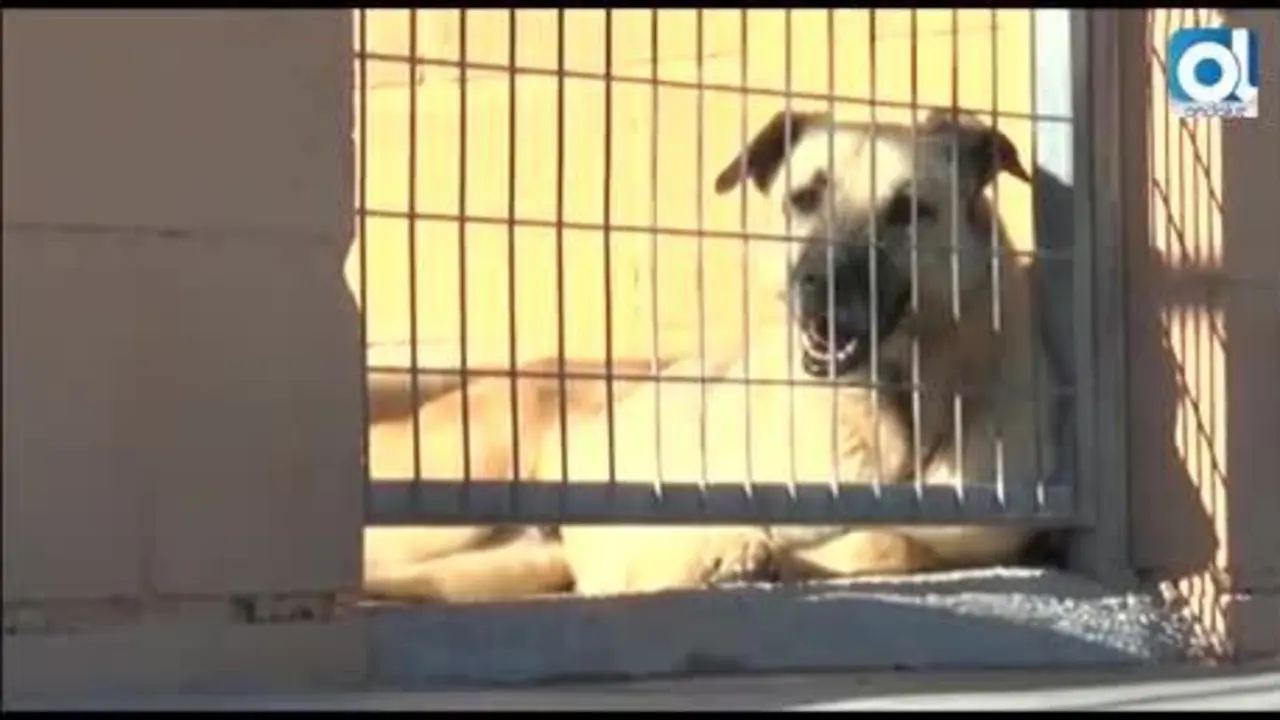 M&aacute;laga multar&aacute; con 130 euros a quienes no censen el ADN de su perro