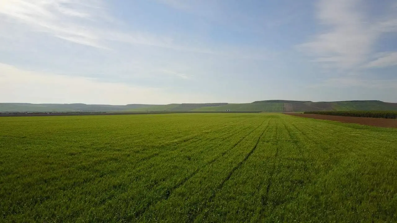 Campo de cultivo en Lora del R&iacute;o - Diego Garrido Franco