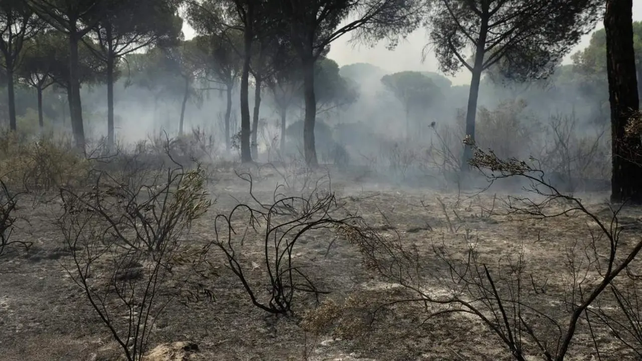 Zona forestal arrasada - EFE / J.P&Eacute;REZ