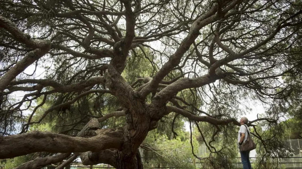 &Aacute;rbol centenario que se ha salvado - EFE / J.P&Eacute;REZ