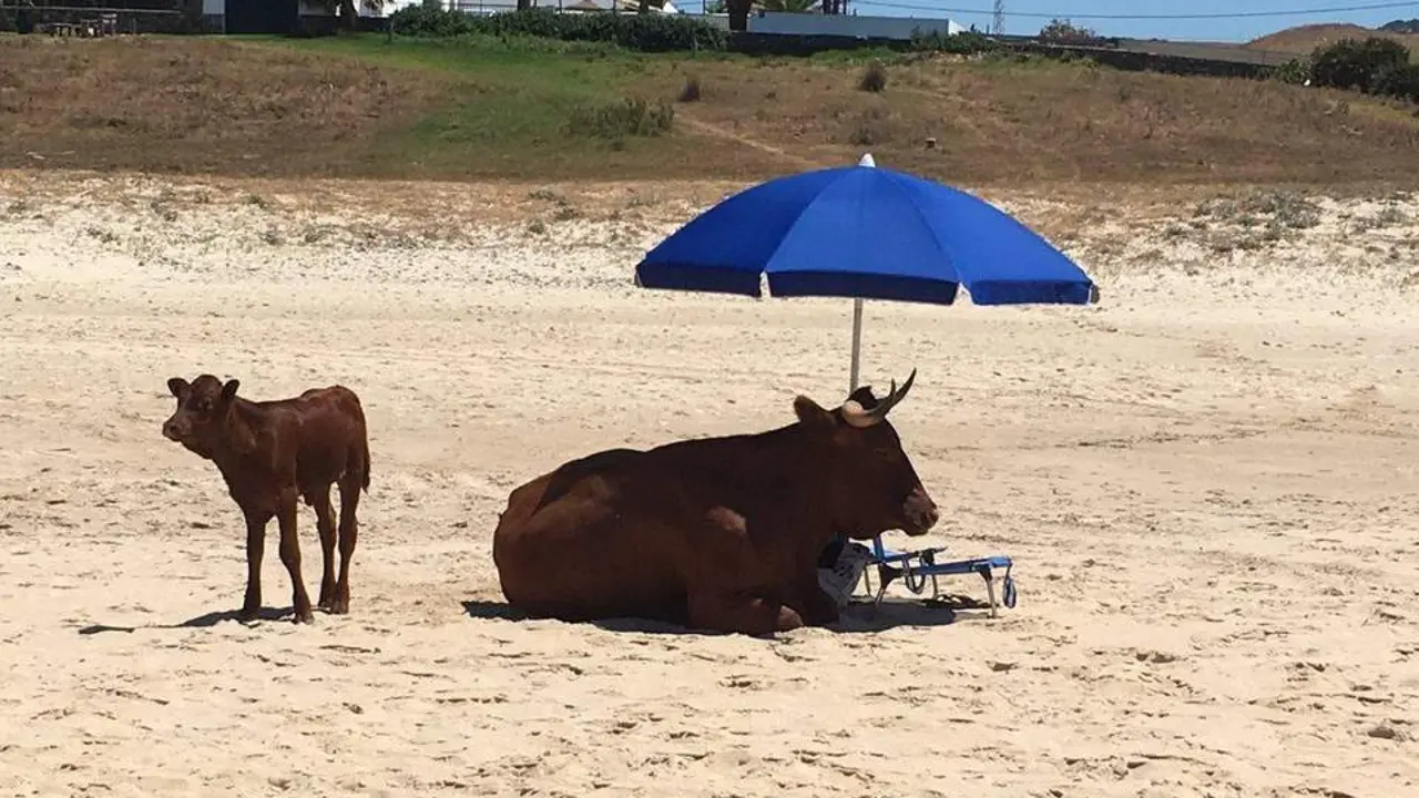 Vacas en la playa de Bolonia - Twitter: @JuangasparaJuan 