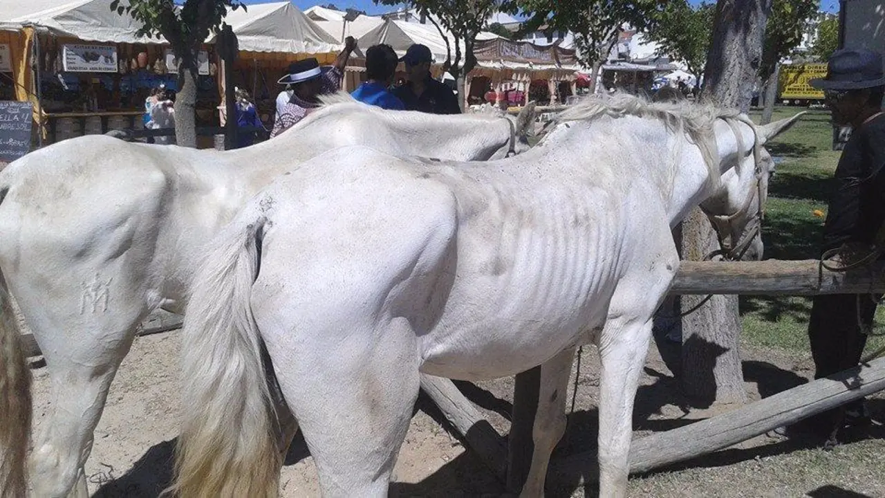 Caballos heridos - vh