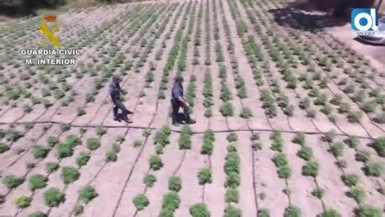 Descubren en un incendio la mayor plantaci&oacute;n de marihuana de Huelva