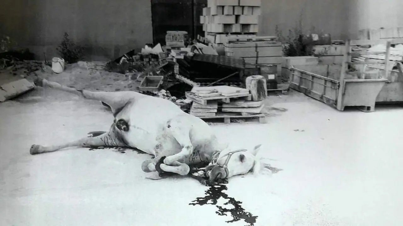 Imagen del caballo sin vida.-AI - 
