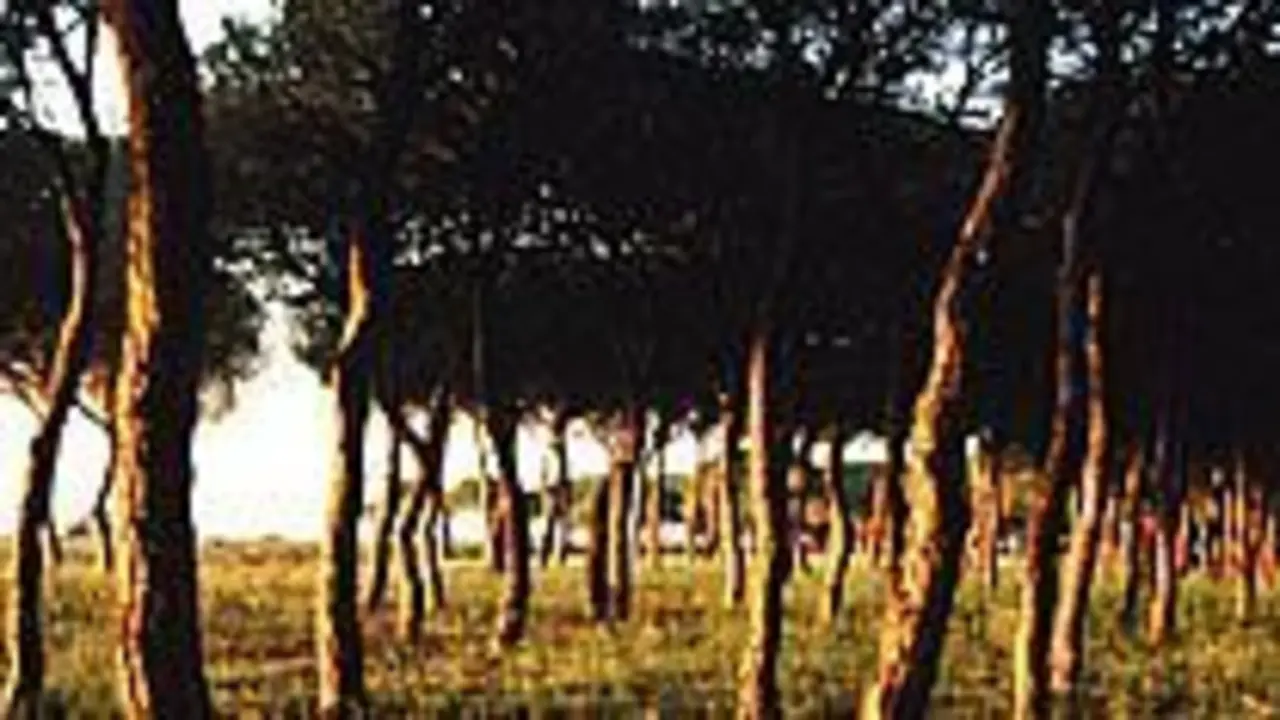Hay m&aacute;s de 6.500 colmenas en Do&ntilde;ana - CMA