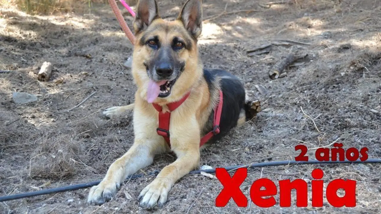 peludo en acogida - protectora
