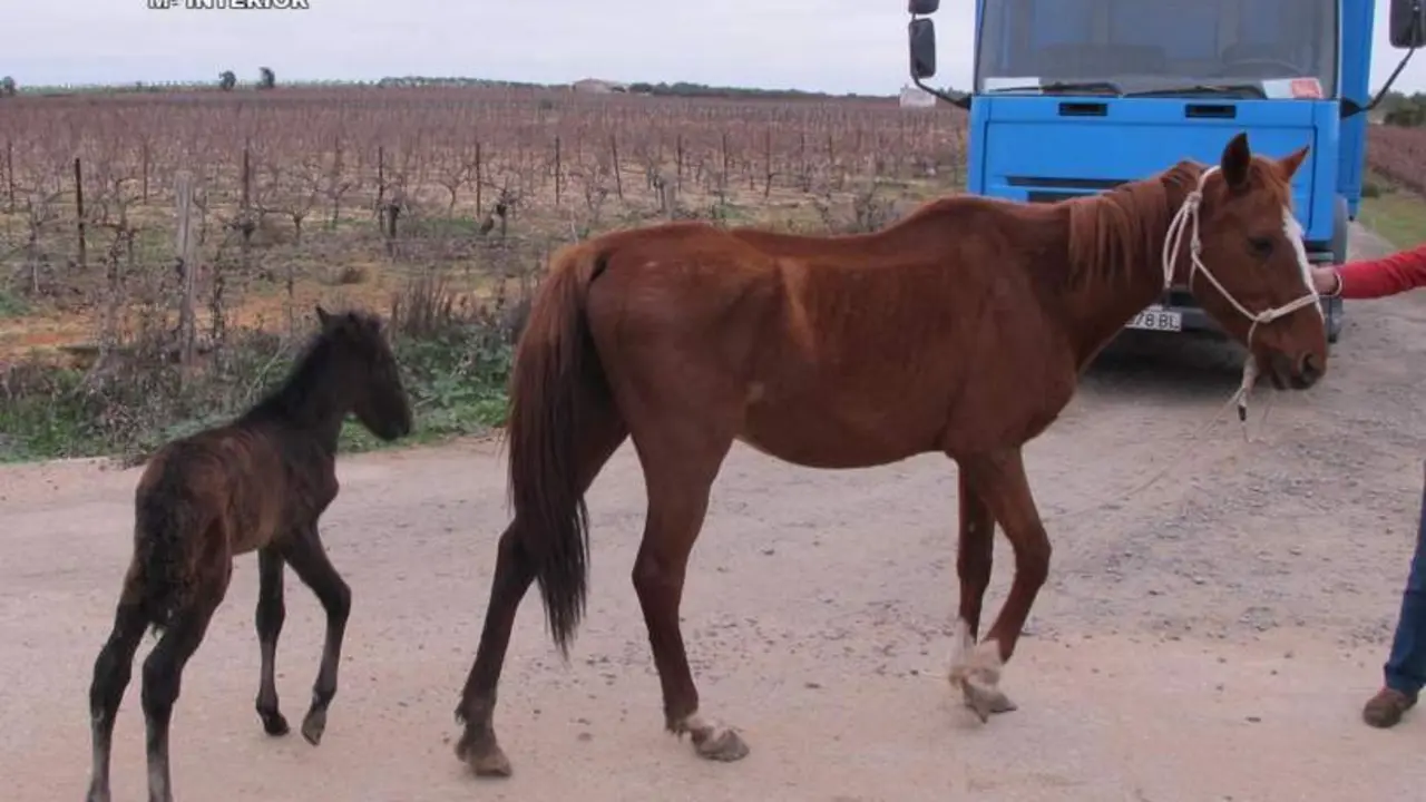 Equinos de la finca de Chucena - VH
