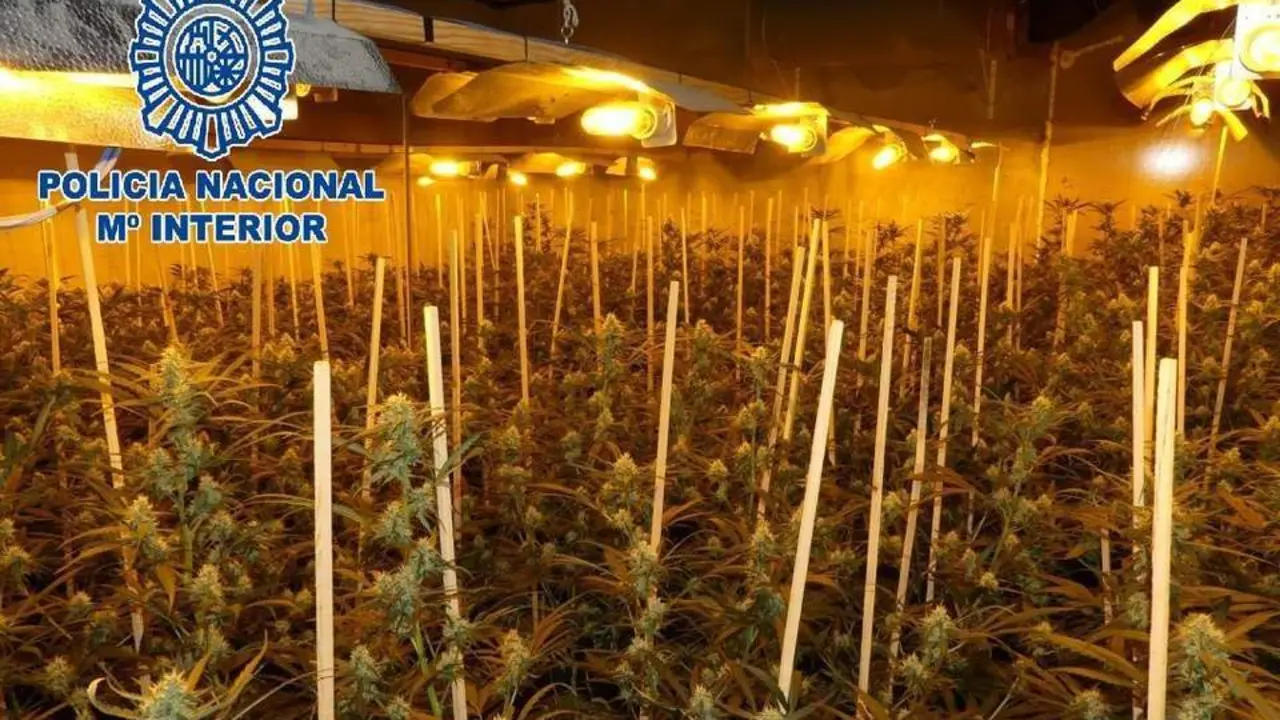 Plantaci&oacute;n de marihuana. - Polic&iacute;a Nacional.