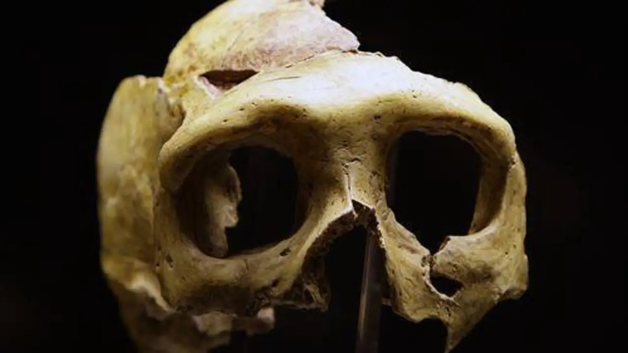 Un cr&aacute;neo neandertal - 