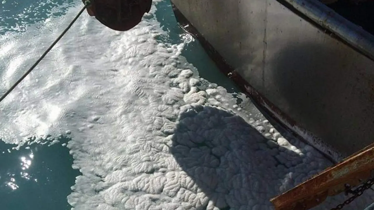El Seprona descarta inicialmente un posible vertido a la r&iacute;a de Huelva