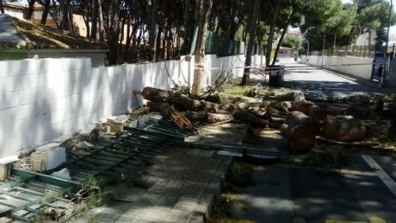 Ca&iacute;da del &aacute;rbol. - Cedida