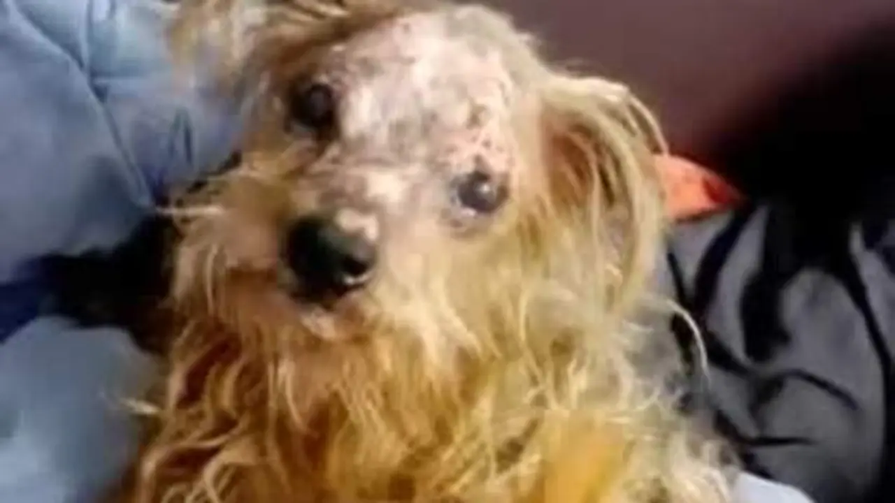 Operarios de Limasa rescatan a un perro que el due&ntilde;o tir&oacute; a la basura