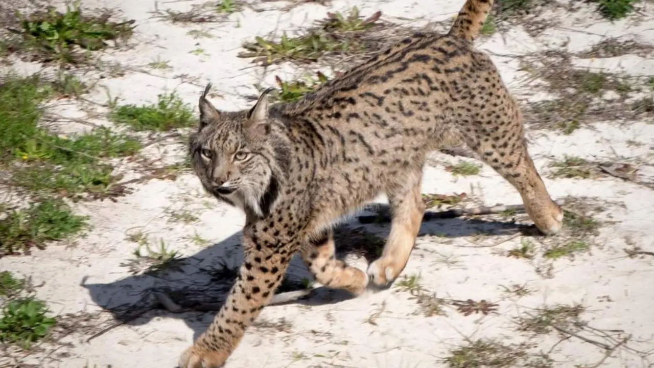 lince en do&ntilde;ana. - efe