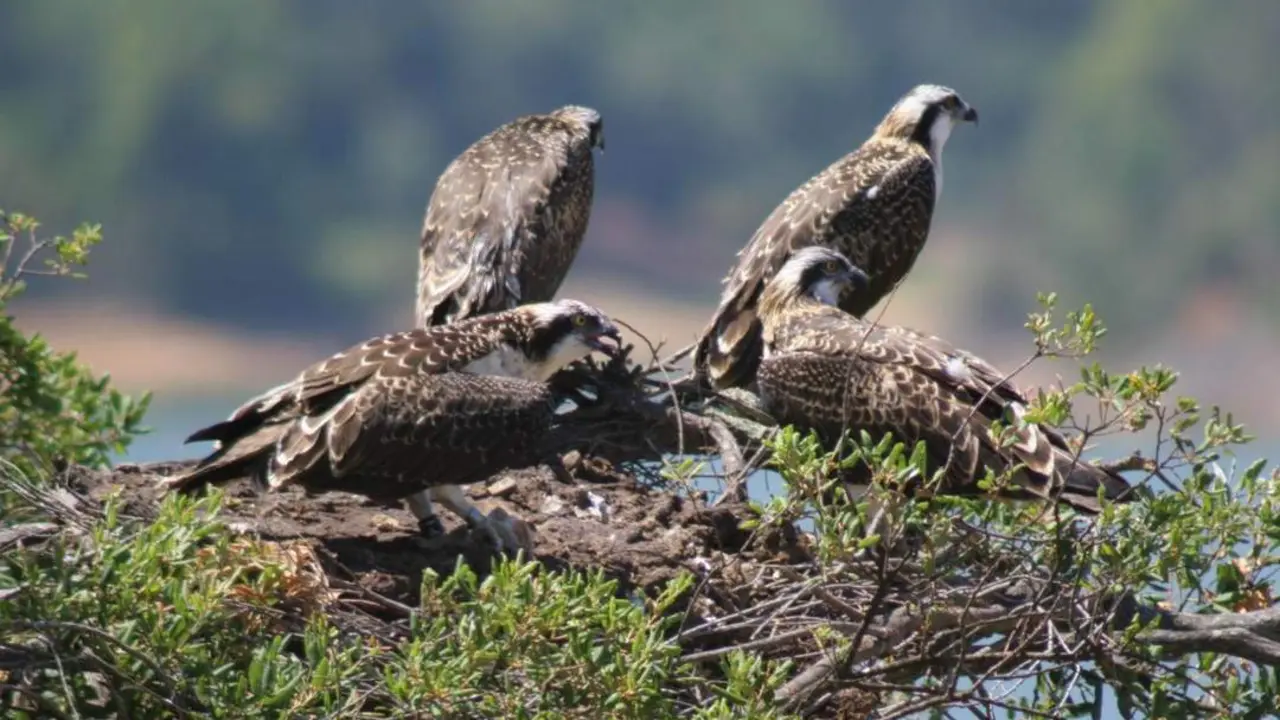 &Aacute;guila pescadora. - Informaci&oacute;n