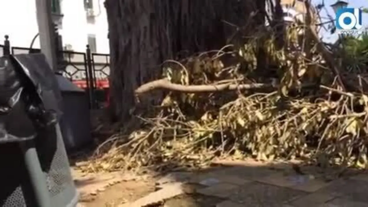 Cs preguntar&aacute; en el Distrito Triana por el ficus de San Jacinto