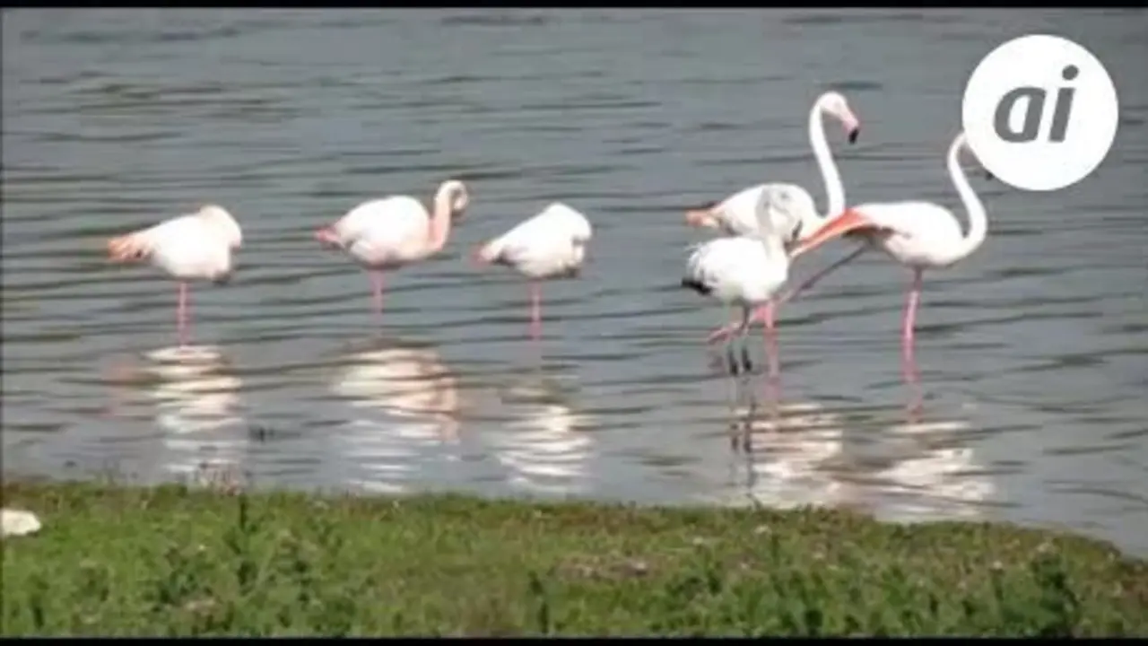 La Laguna de Fuente de Piedra alberga ya 35.000 flamencos