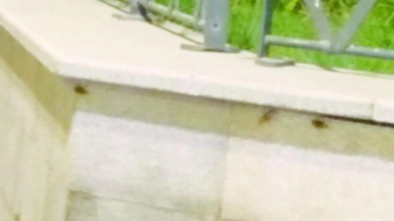 Los insectos en uno de los parterres de la plaza. - Viva